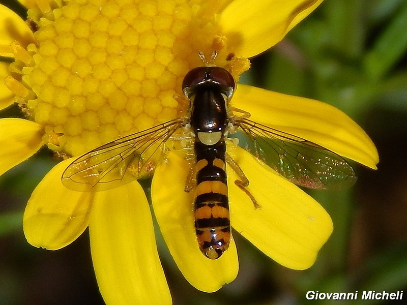 La vita in un fiore (Senecio inaequidens)